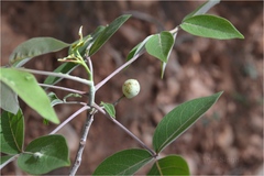 Commiphora caudata var. pubescens